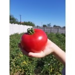 Семена томата розового Селла F1 (1000 семян), Libra Seeds (Erste Zaden), полудетерминантный Семена томата розового Селла F1 (1000 семян), Libra Seeds (Erste Zaden), полудетерминантный